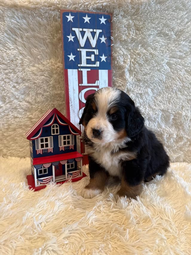 Bernese Mountain Dog Puppies media 27