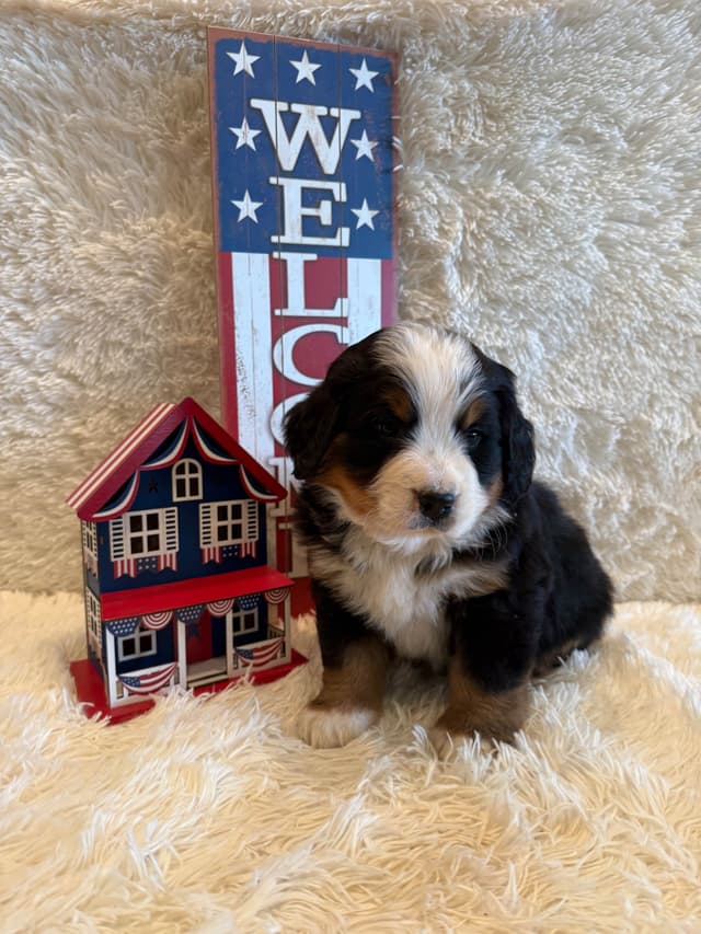 Bernese Mountain Dog Puppies media 26