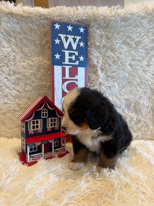 Bernese Mountain Dog Puppies media 28