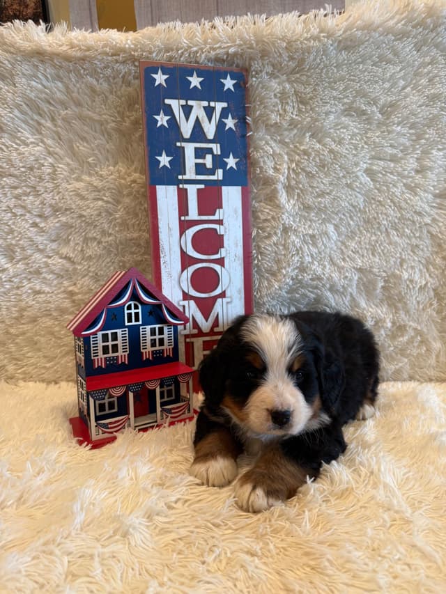 Bernese Mountain Dog Puppies media 29