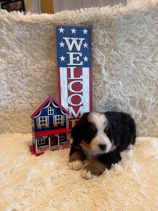 Bernese Mountain Dog Puppies media 30