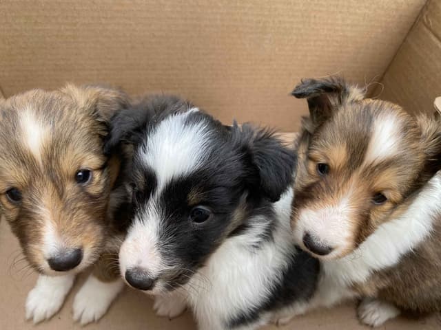 Shetland Sheepdog Puppies media 2