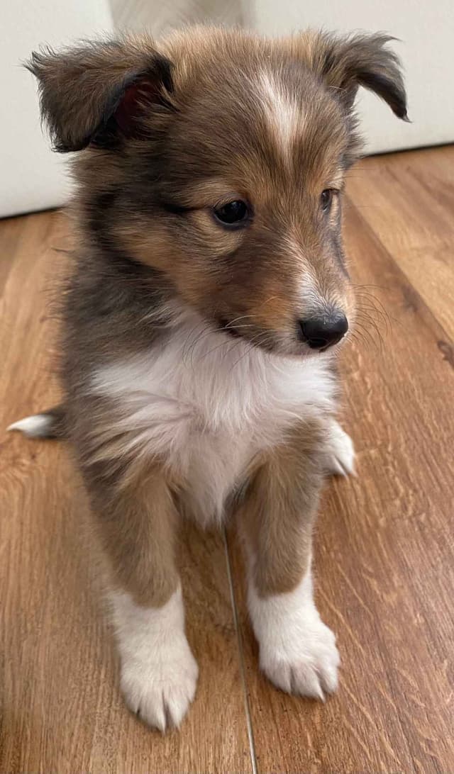 Shetland Sheepdog Puppies media 3