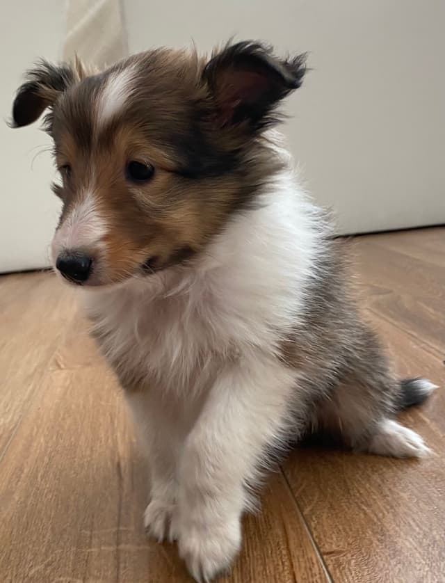 Shetland Sheepdog Puppies media 4