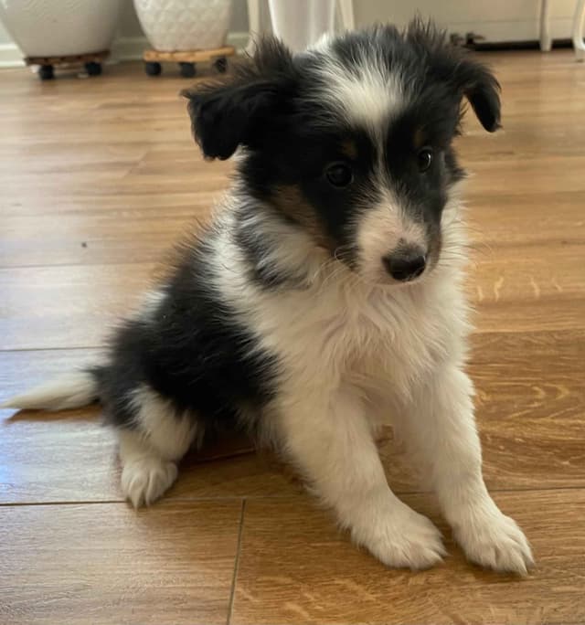 Shetland Sheepdog Puppies media 5