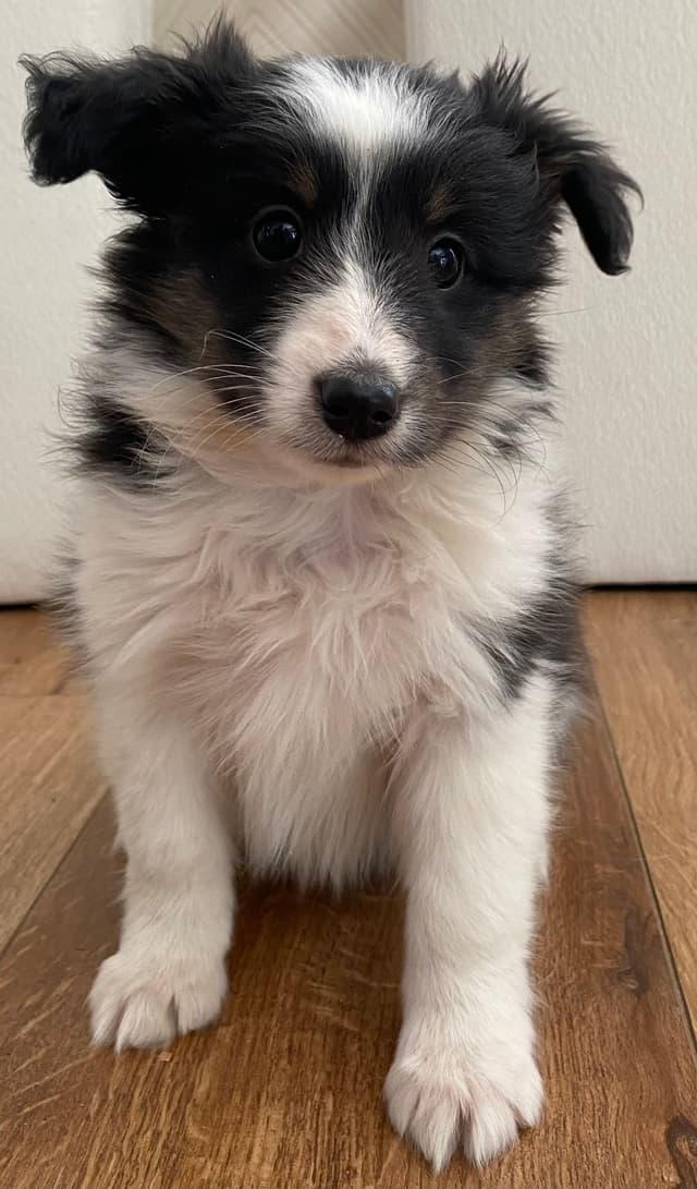 Shetland Sheepdog Puppies media 7