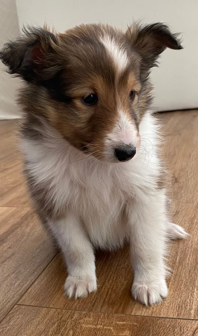 Shetland Sheepdog Puppies media 8