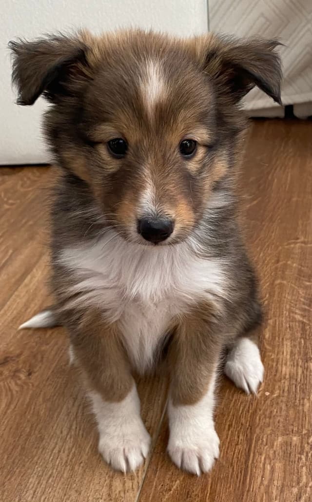 Shetland Sheepdog Puppies media 9