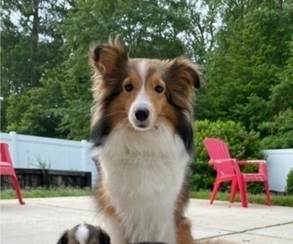 Shetland Sheepdog Puppies media 11
