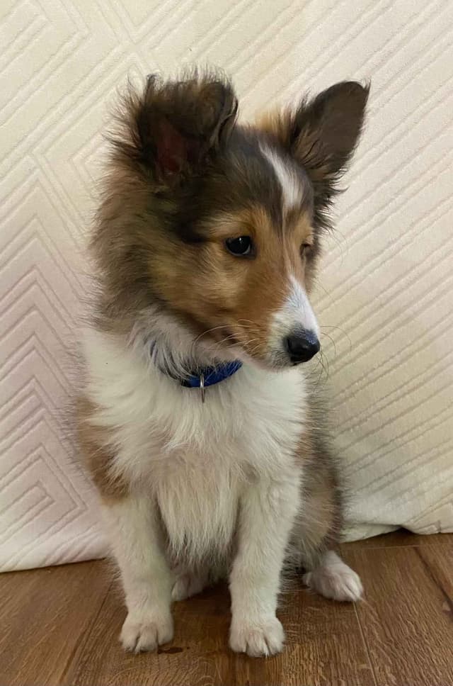 Shetland Sheepdog Puppies media 12