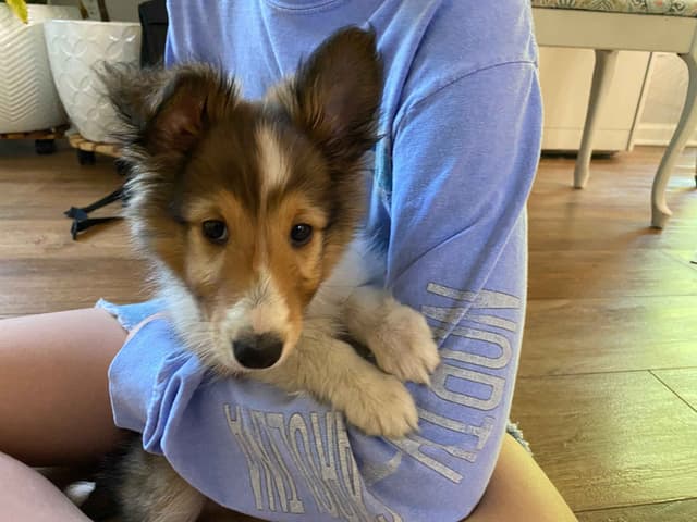 Shetland Sheepdog Puppies media 13