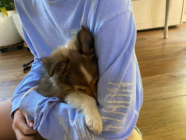 Shetland Sheepdog Puppies media 14