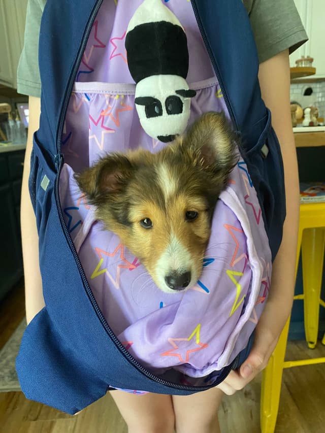 Shetland Sheepdog Puppies media 16