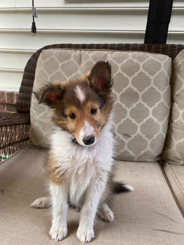 Shetland Sheepdog Puppies media 18