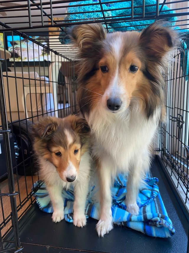 Shetland Sheepdog Puppies media 19