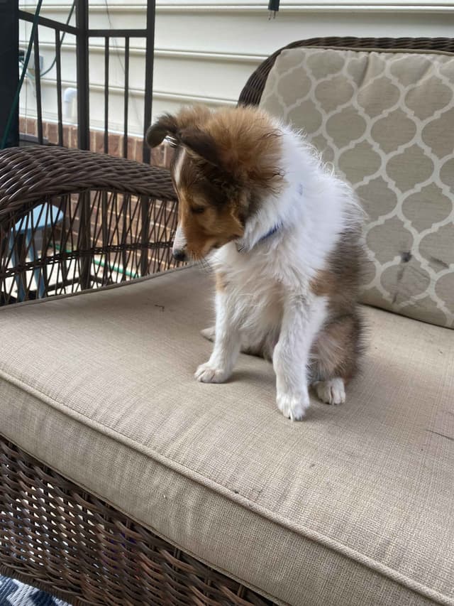 Shetland Sheepdog Puppies media 20