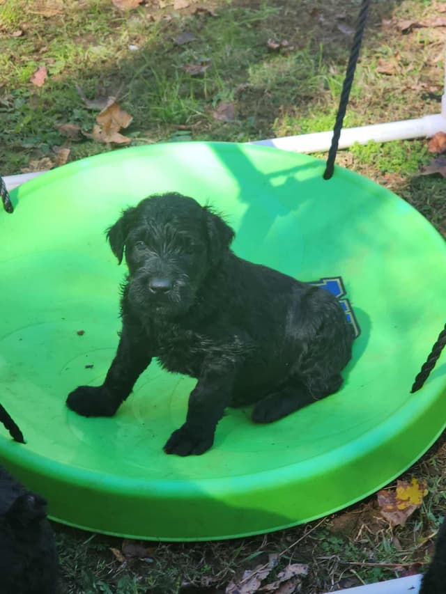 Black Russian Terrier Puppies media 2