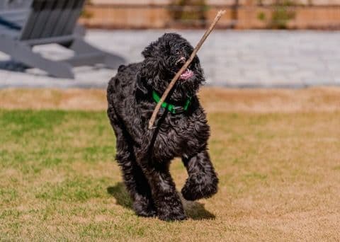 Black Russian Terrier Puppies media 3