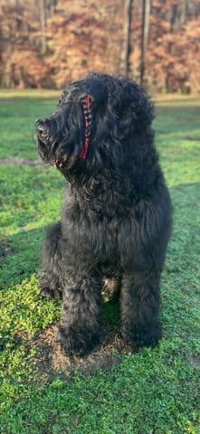 Black Russian Terrier Puppies media 5