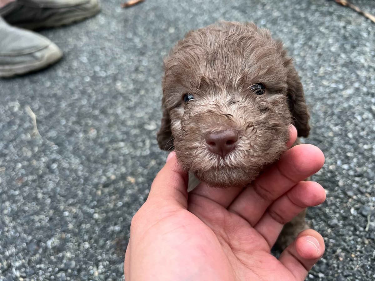 Bedlington Terrier Puppies--Northern, New Jersey breeder image 1