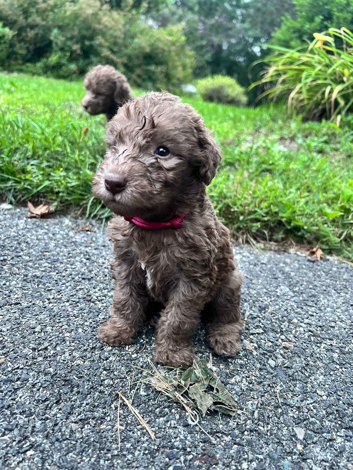 Bedlington Terrier Puppies--Northern, New Jersey breeder image 2