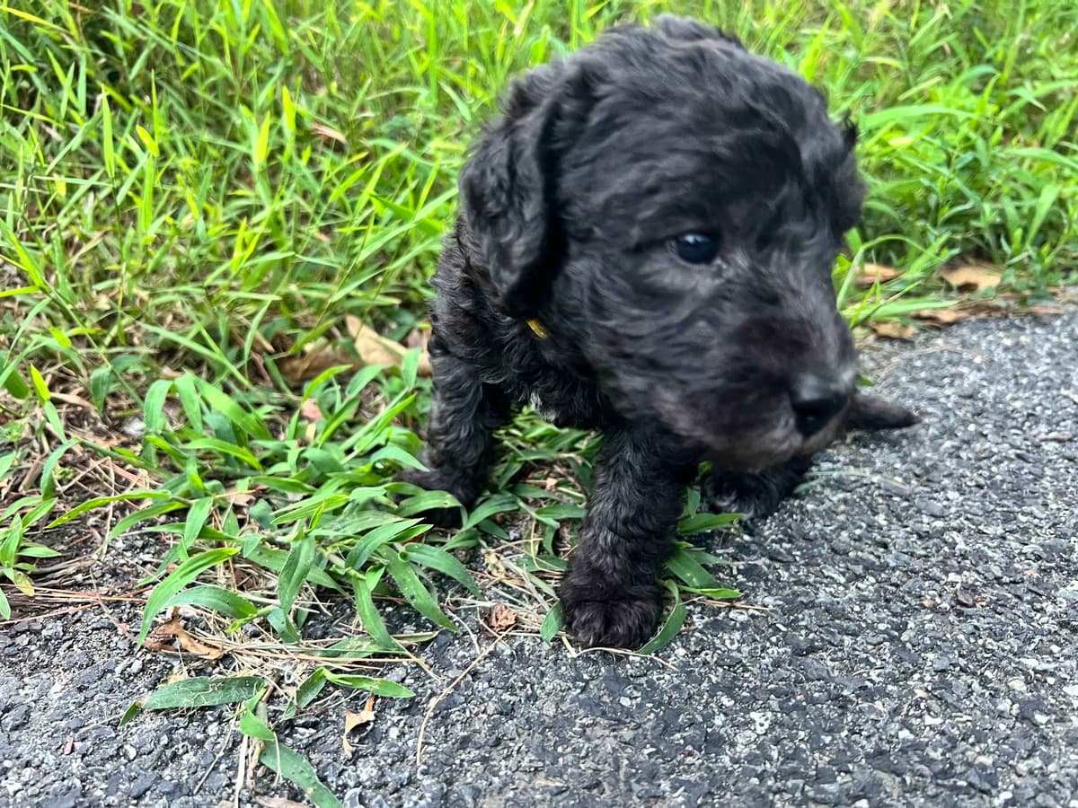 Bedlington Terrier Puppies--Northern, New Jersey breeder image 3