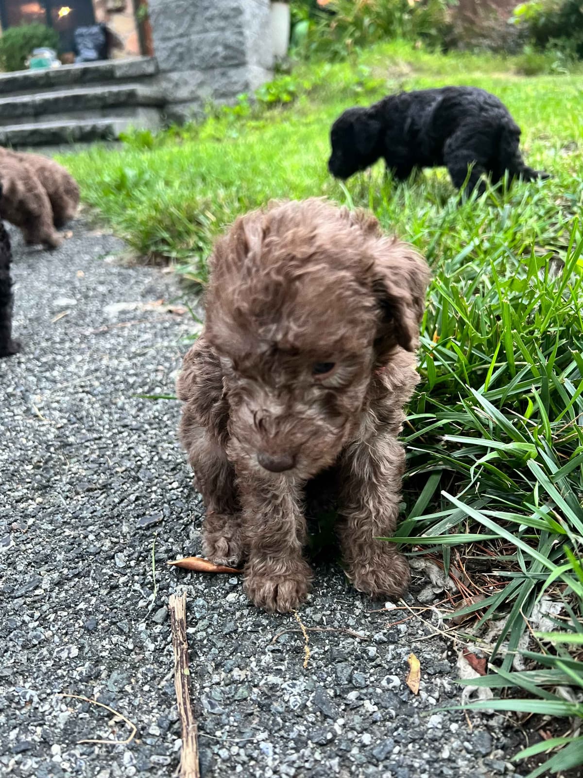 Bedlington Terrier Puppies--Northern, New Jersey breeder image 4