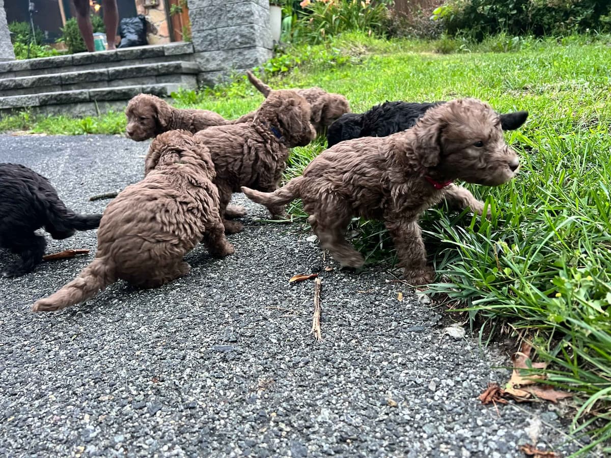 Bedlington Terrier Puppies--Northern, New Jersey breeder image 6
