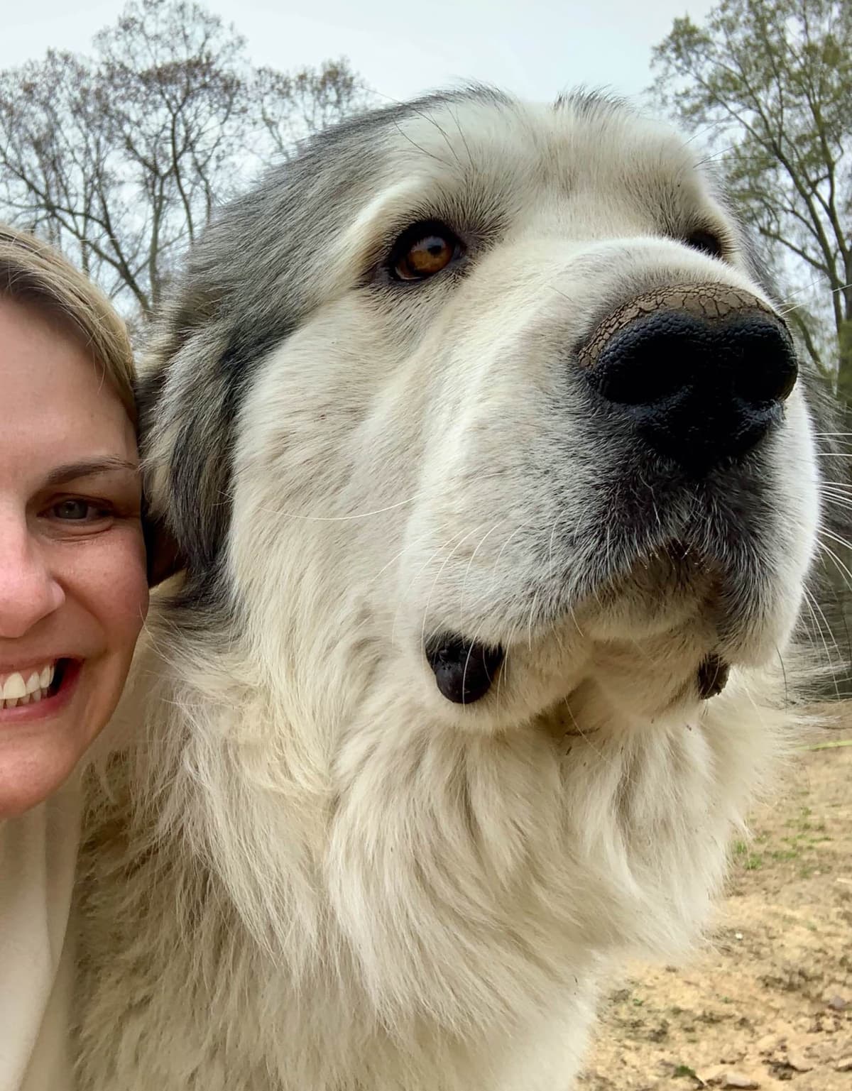 AKC Great Pyrenees Puppies breeder image 1