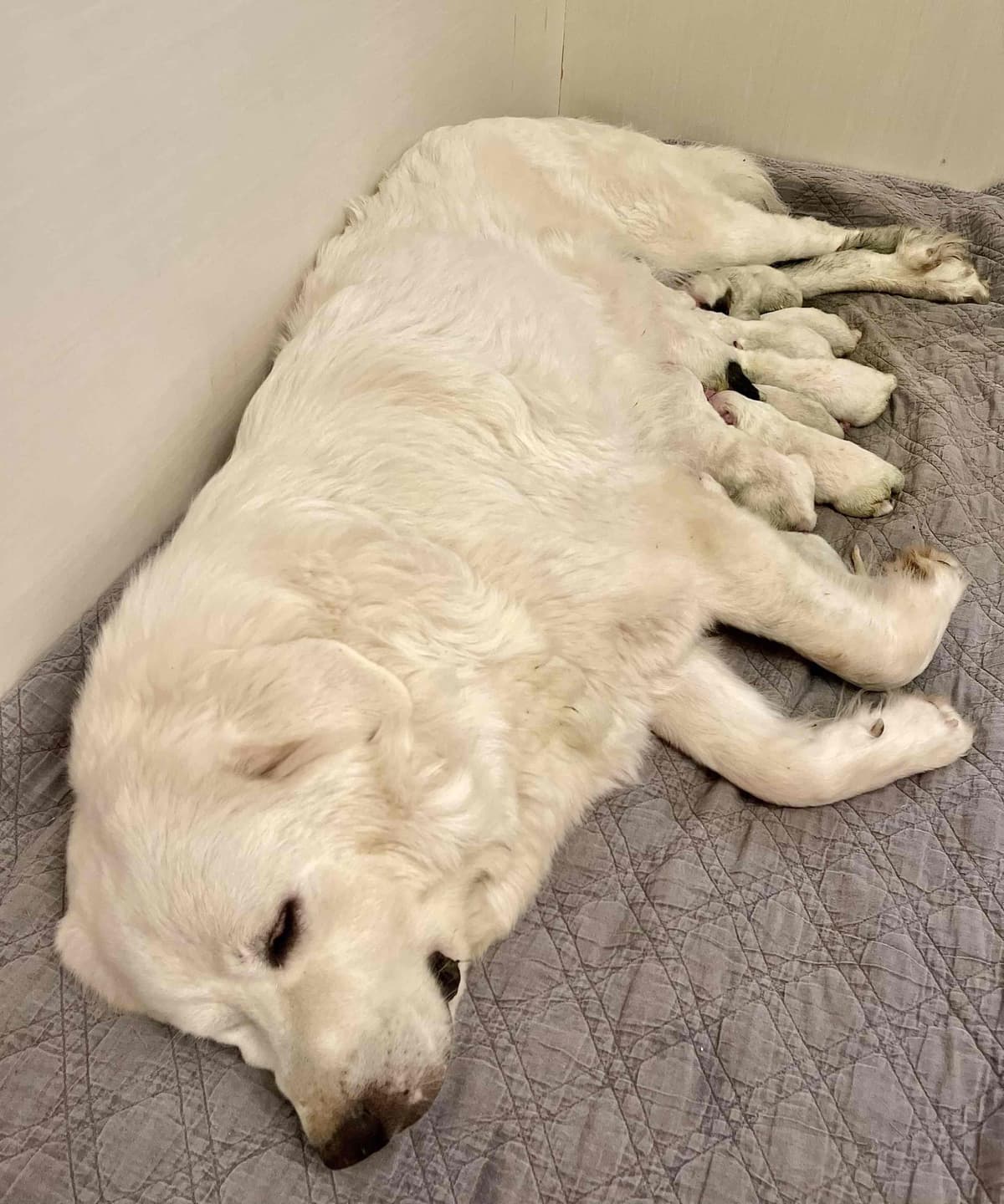 AKC Great Pyrenees Puppies breeder image 6