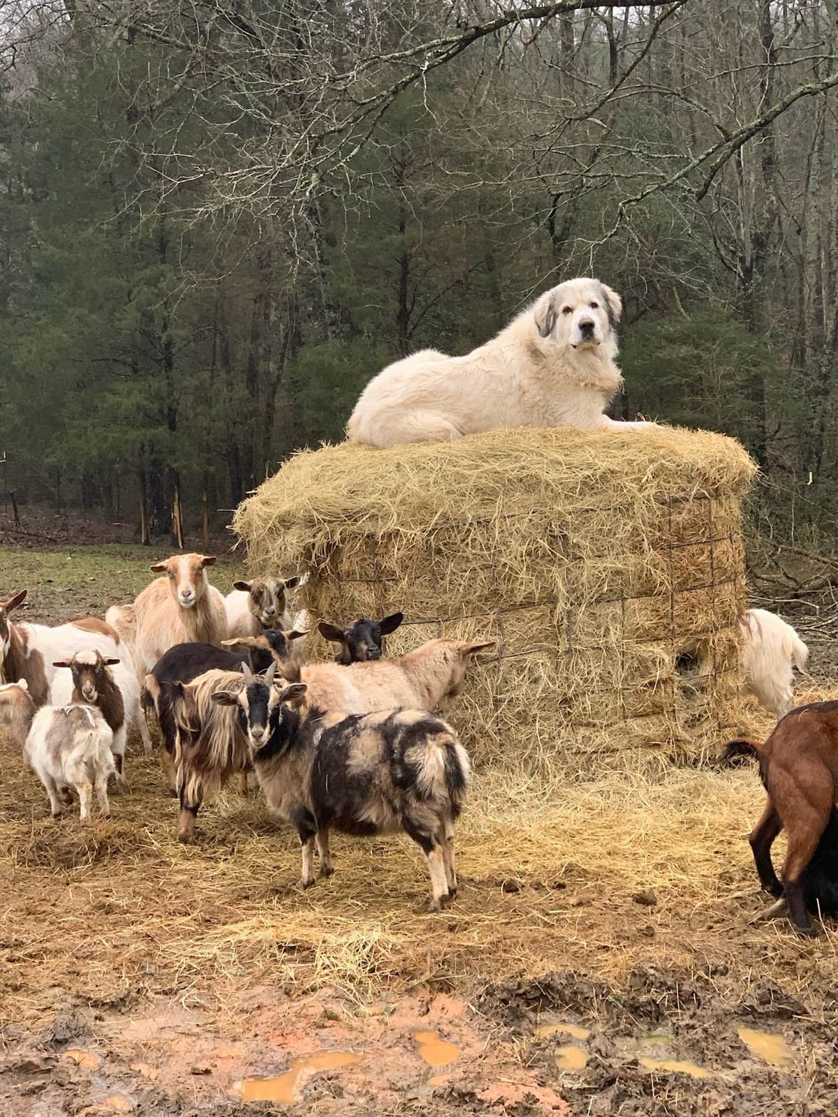 AKC Great Pyrenees Puppies breeder image 5