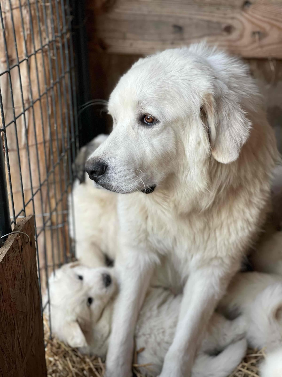 AKC Great Pyrenees Puppies breeder image 7