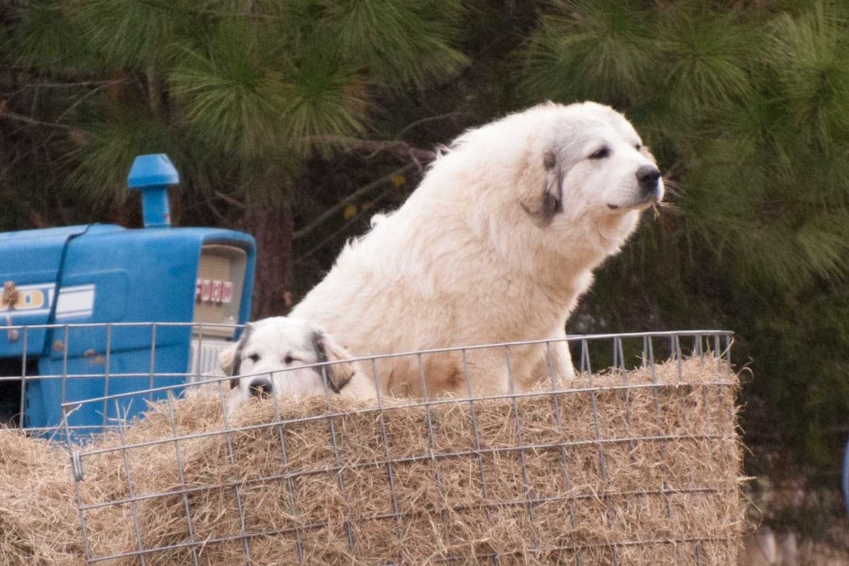 AKC Great Pyrenees Puppies breeder image 8
