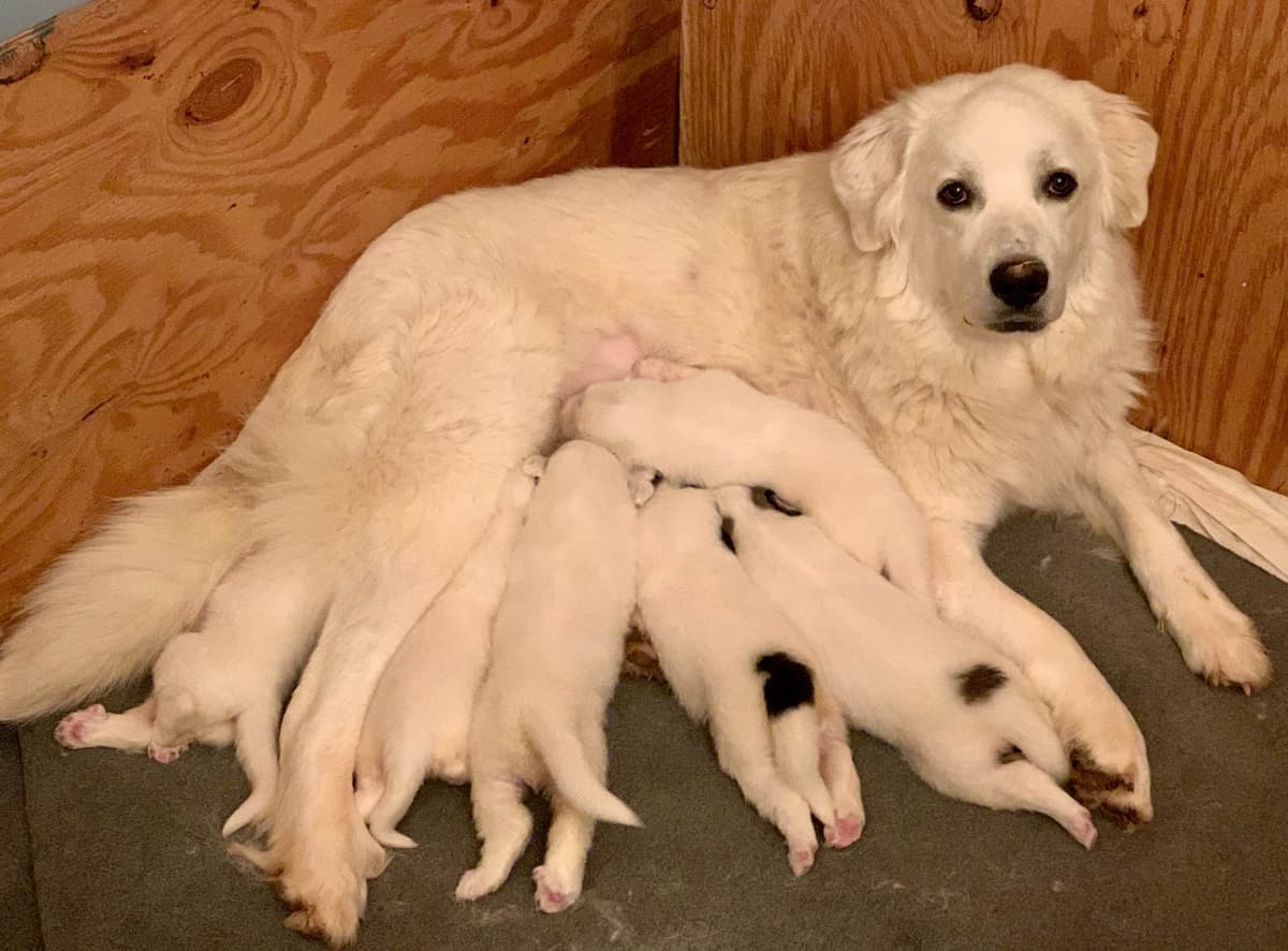 AKC Great Pyrenees Puppies breeder image 10