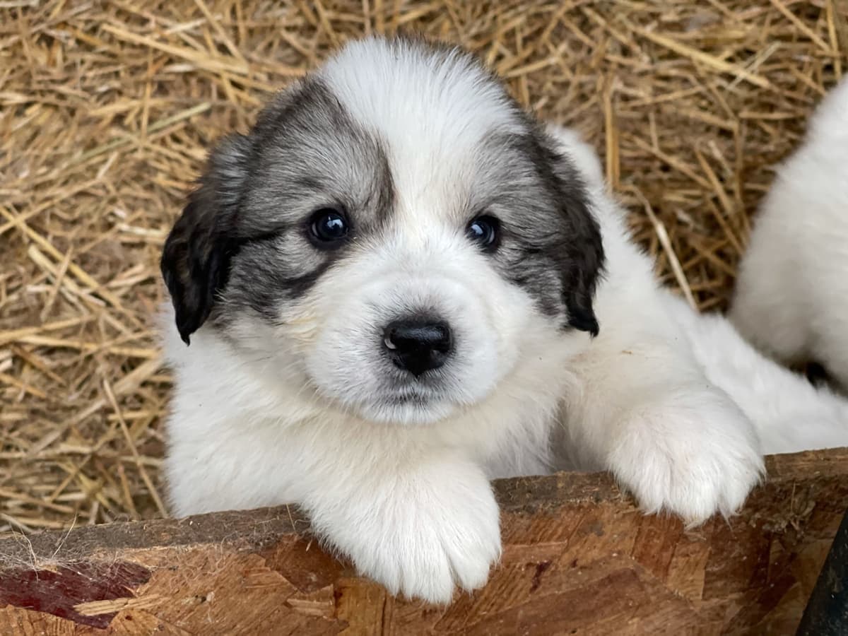 AKC Great Pyrenees Puppies breeder image 3