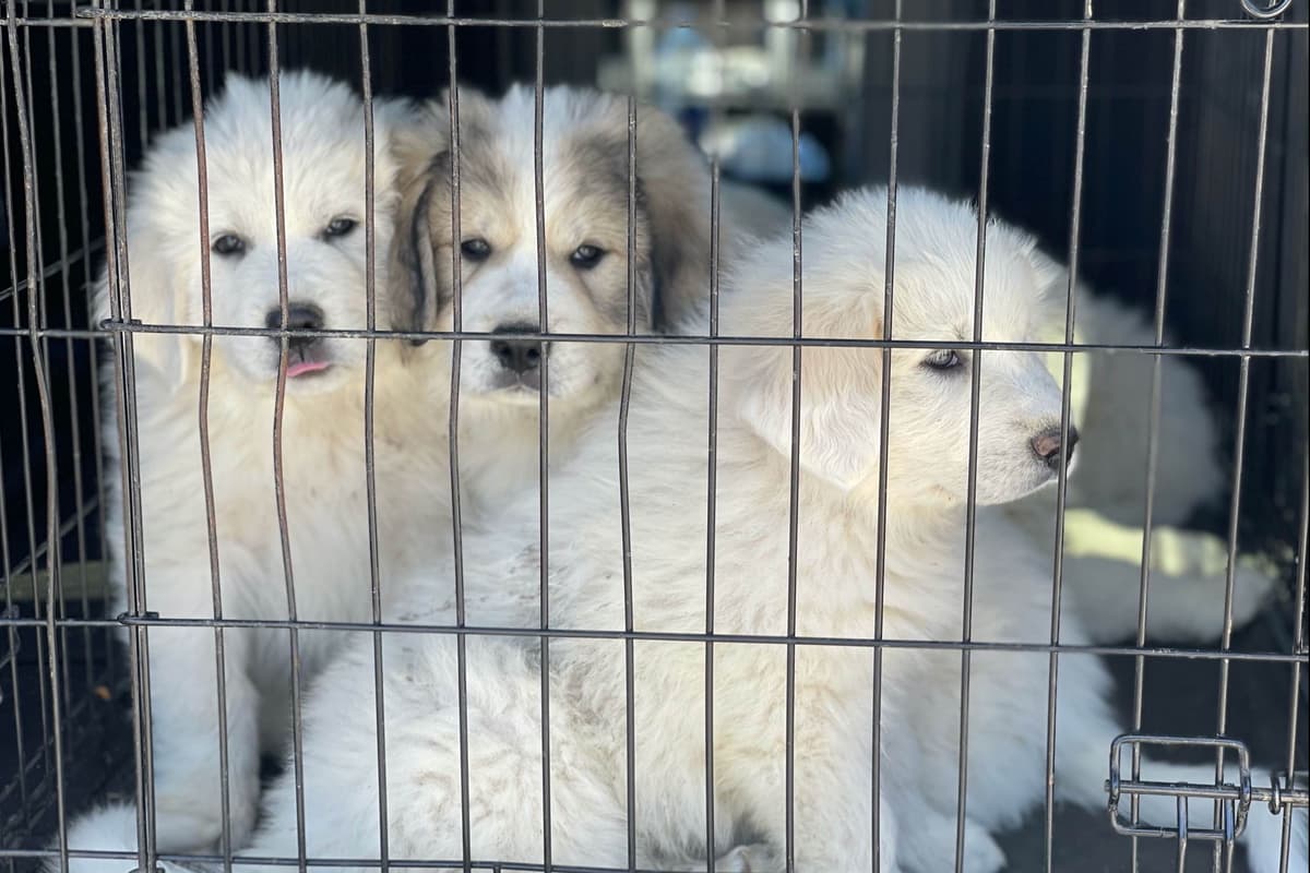 AKC Great Pyrenees Puppies breeder image 11
