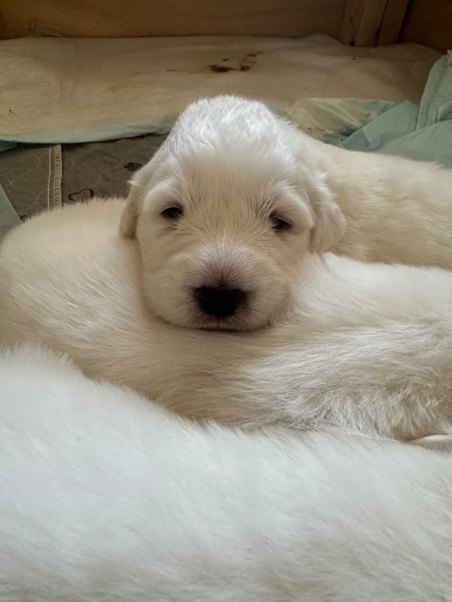 AKC Great Pyrenees Puppies media 2