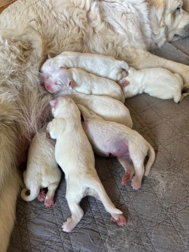 AKC Great Pyrenees Puppies media 3