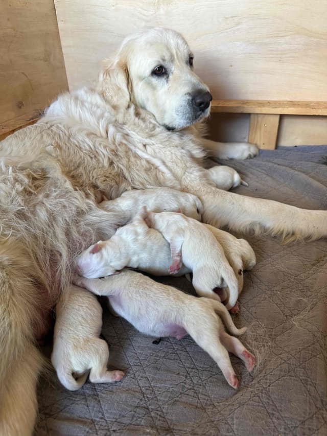 AKC Great Pyrenees Puppies media 4