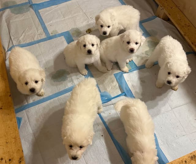 AKC Great Pyrenees Puppies media 5