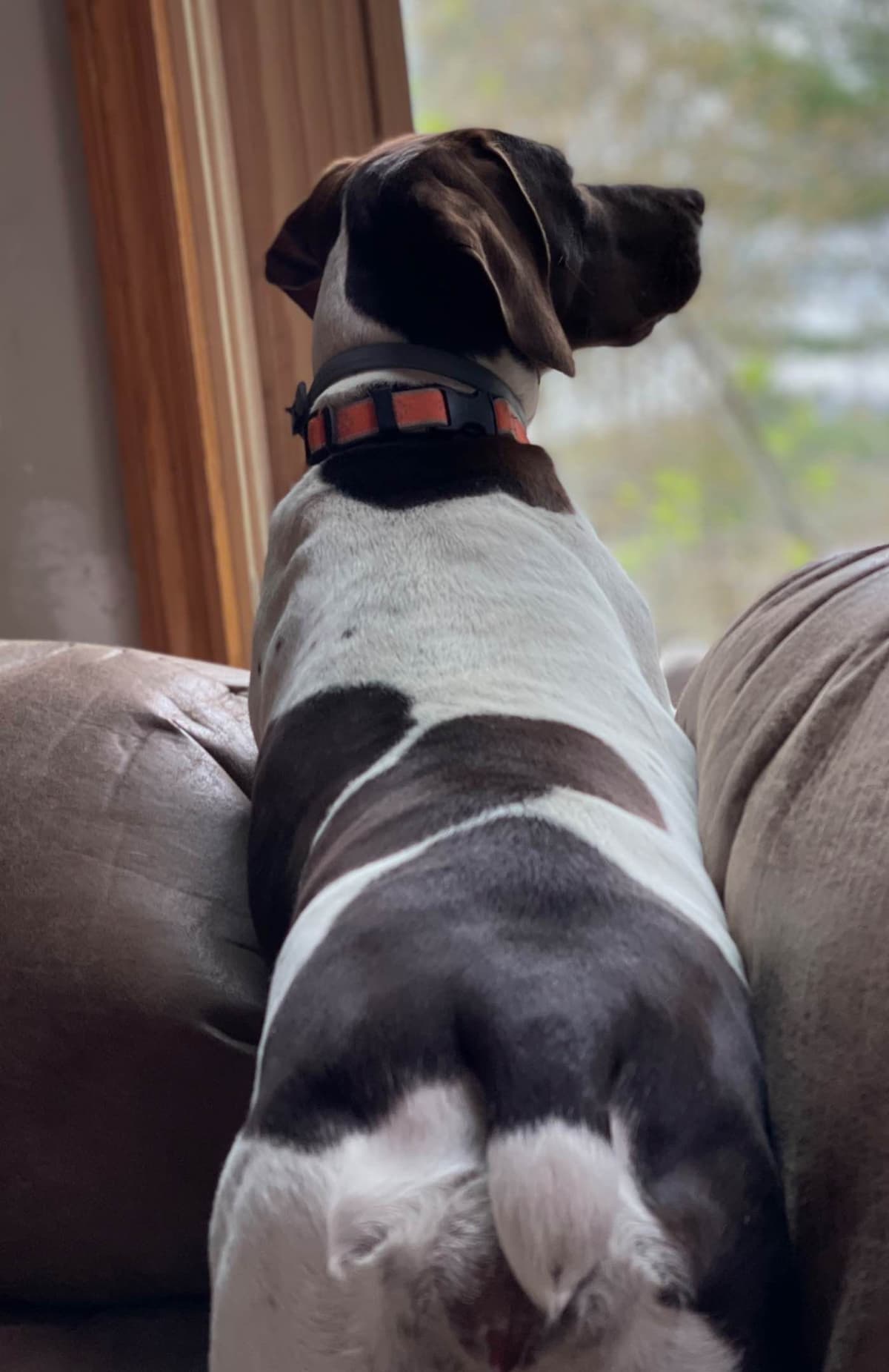 German Shorthaired Pointer Puppies breeder image 5