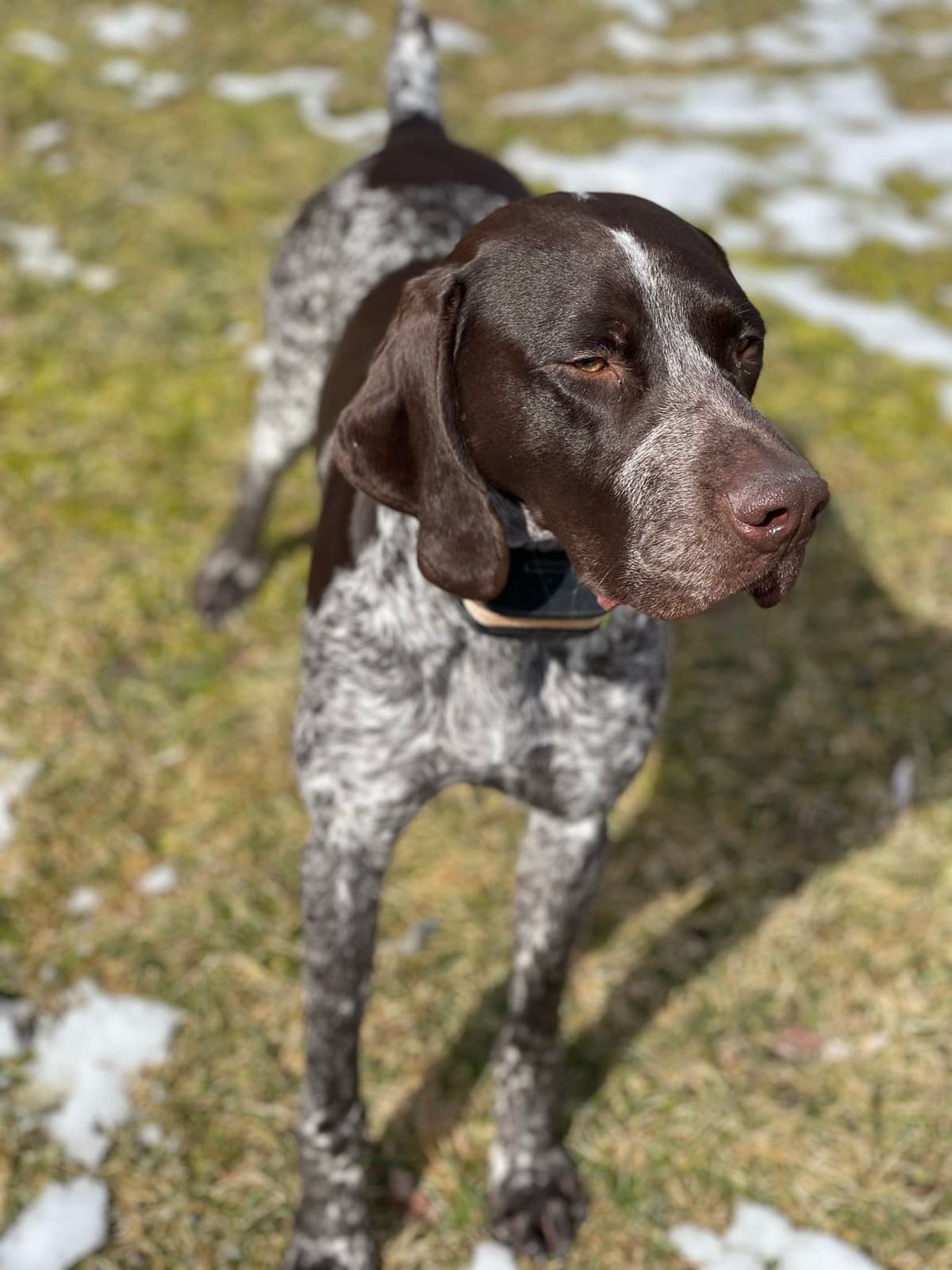 German Shorthaired Pointer Puppies breeder image 1