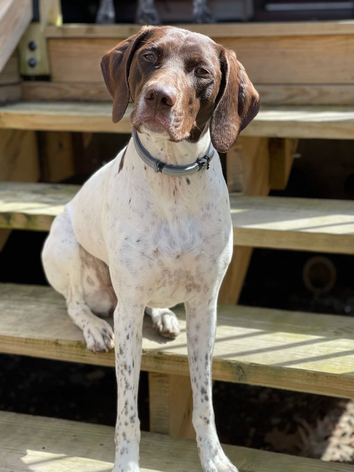German Shorthaired Pointer Puppies breeder image 4