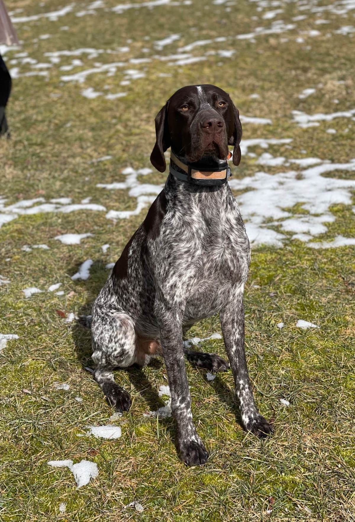 German Shorthaired Pointer Puppies breeder image 3