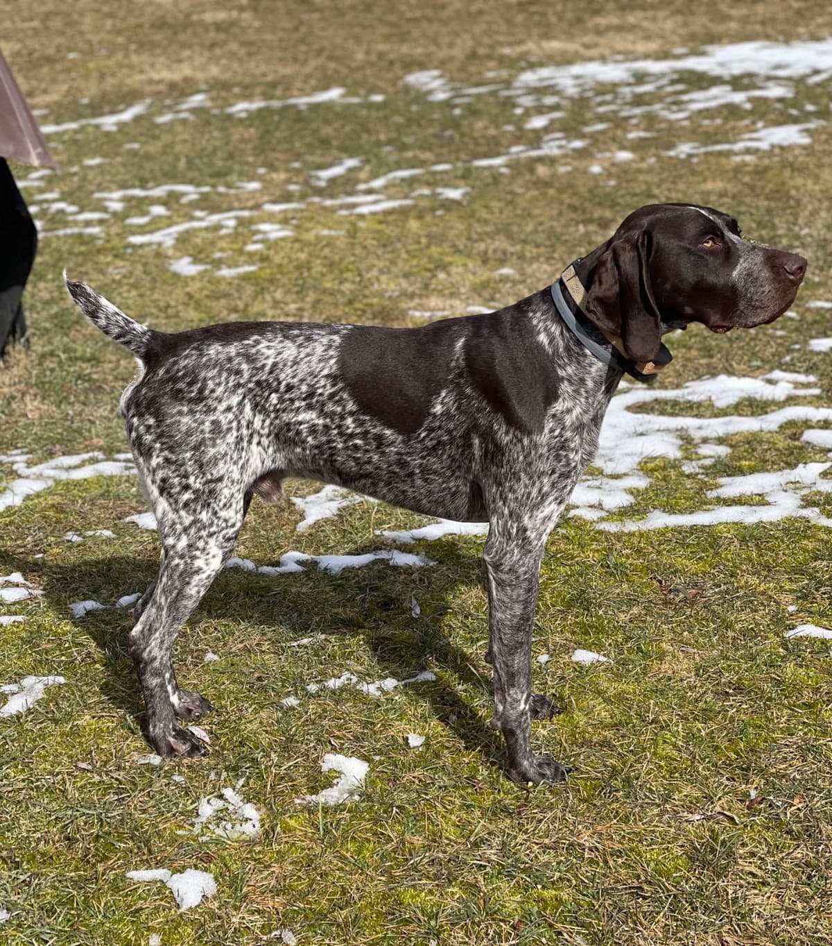 German Shorthaired Pointer Puppies breeder image 2