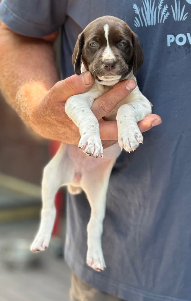 German Shorthaired Pointer Puppies media 8
