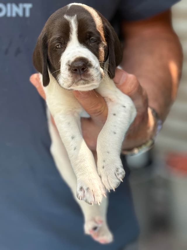 German Shorthaired Pointer Puppies media 9
