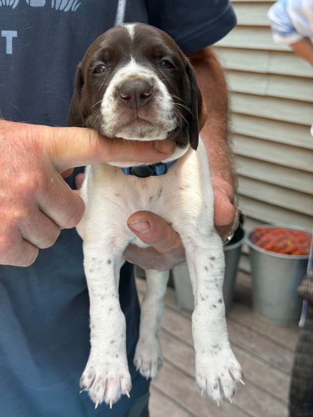 German Shorthaired Pointer Puppies media 6