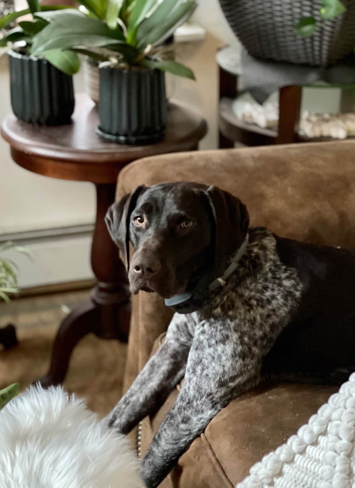 German Shorthaired Pointer Puppies breeder image 6