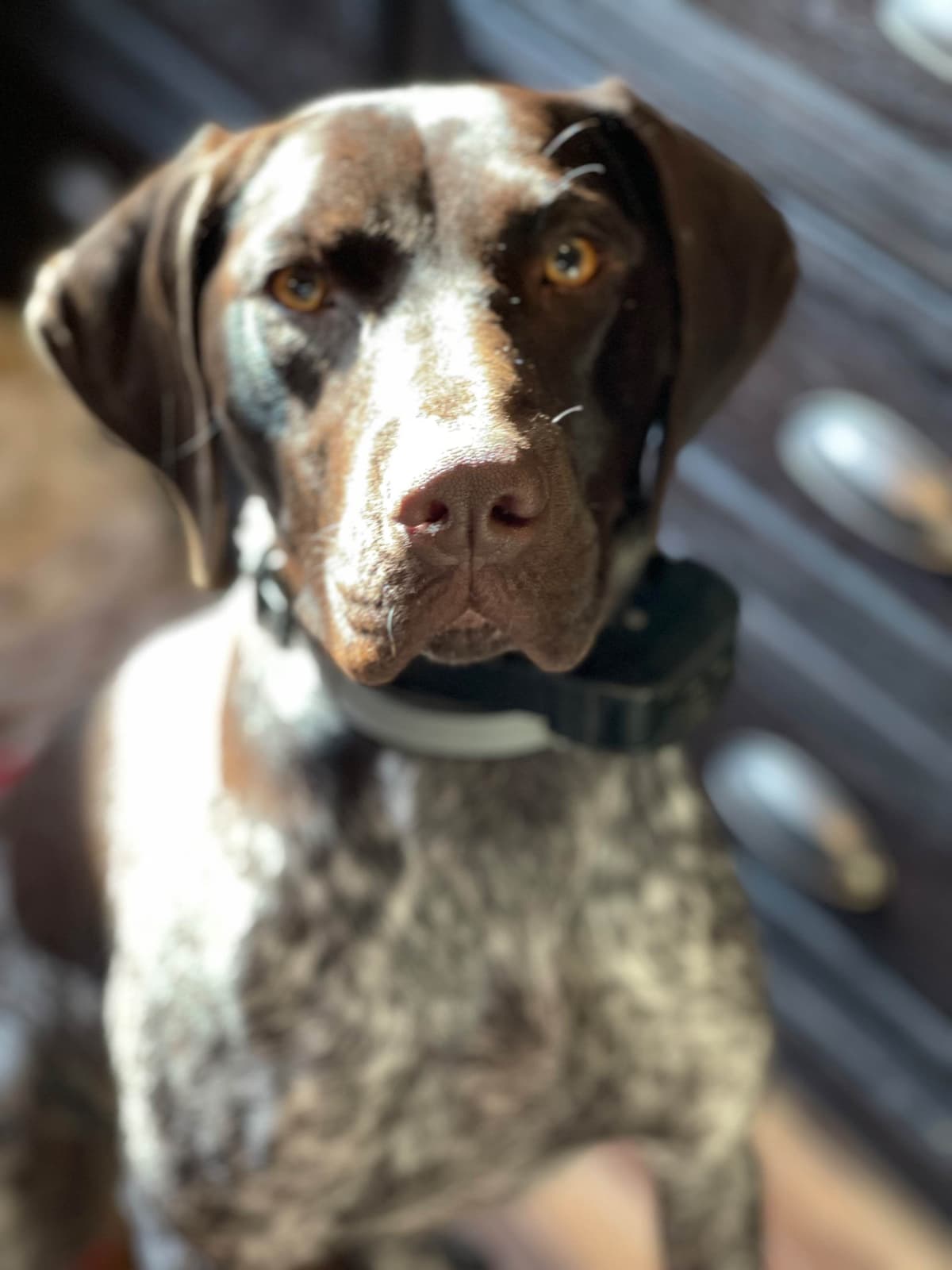 German Shorthaired Pointer Puppies breeder image 8